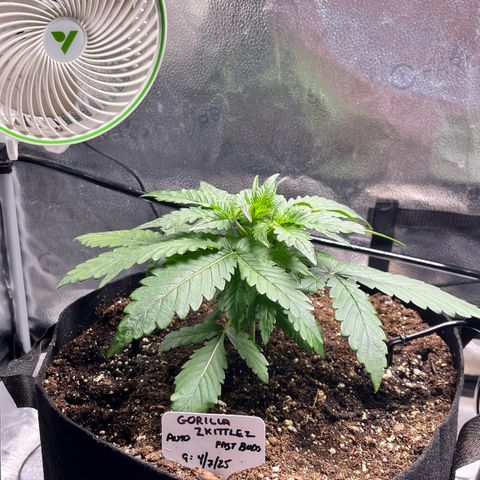 Gorilla Zkittlez Auto growlog timeline photo