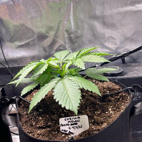 Gorilla Melon growlog timeline photo