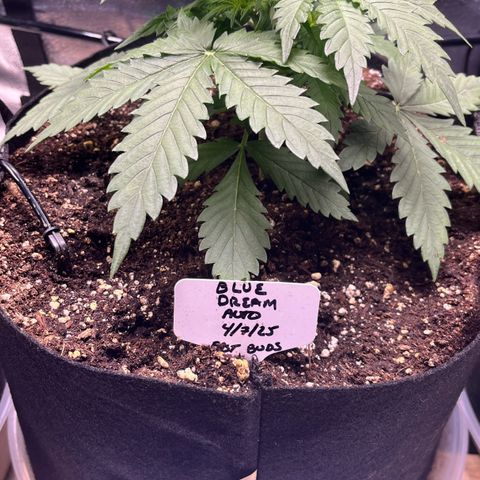 Blue Dream Auto 42-1 growlog photo: Some morning photos before LST as well as some after LST. 