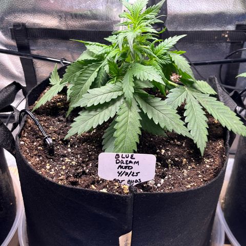 Blue Dream Auto 42-1 growlog photo: Some morning photos before LST as well as some after LST. 