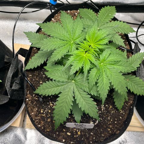 Blue Dream Auto 42-1 growlog photo: Some morning photos before LST as well as some after LST. 