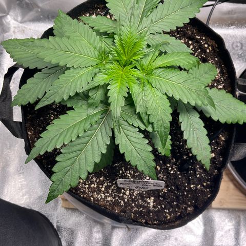 Gorilla Zkittlez Auto growlog photo: Some morning photos before LST as well as some after LST