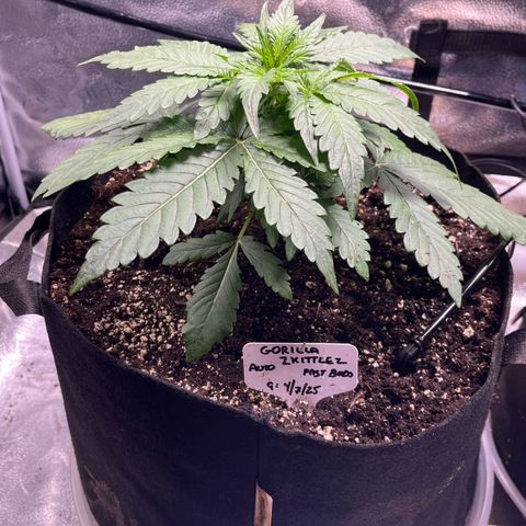 Gorilla Zkittlez Auto growlog photo: Some morning photos before LST as well as some after LST
