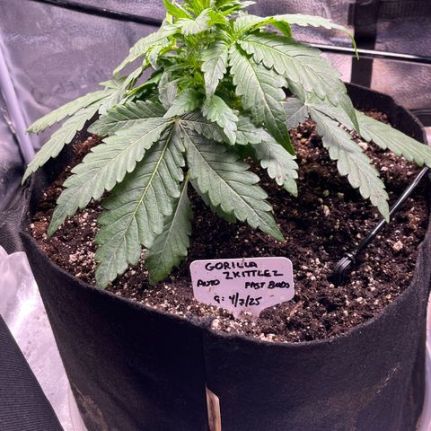 Gorilla Zkittlez Auto growlog photo: Some morning photos before LST as well as some after LST
