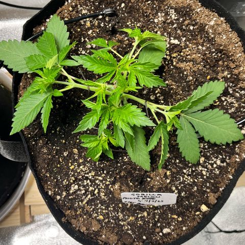 Gorilla Melon growlog photo: Some before/after pix. Did a lot of defoliation and LST. 