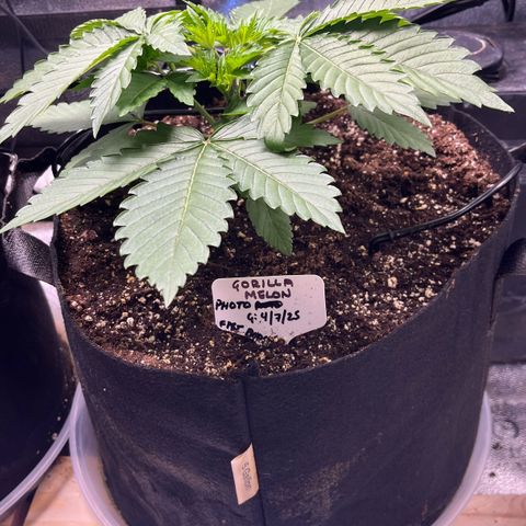 Gorilla Melon growlog photo: Some before/after pix. Did a lot of defoliation and LST. 