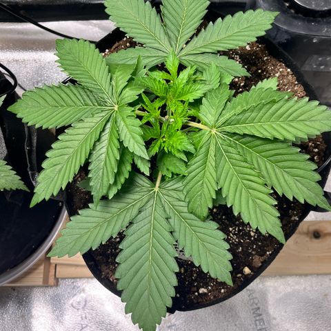 Gorilla Melon growlog photo: Some before/after pix. Did a lot of defoliation and LST. 