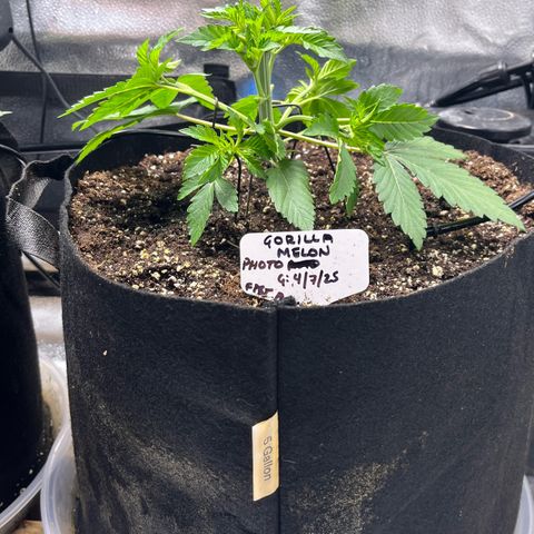 Gorilla Melon growlog photo: Some before/after pix. Did a lot of defoliation and LST. 