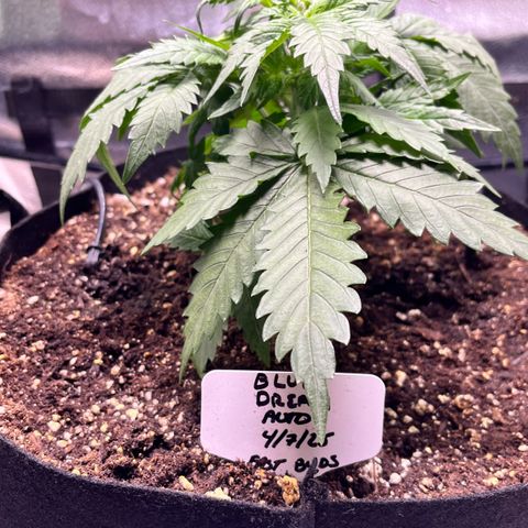 Blue Dream Auto 42-1 growlog timeline photo