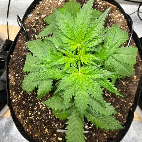 Blue Dream Auto 42-1 growlog timeline photo