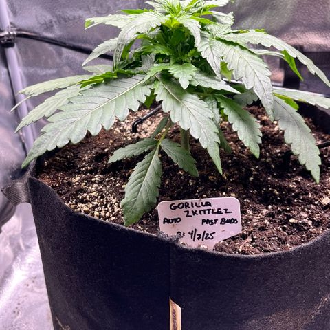 Gorilla Zkittlez Auto growlog timeline photo