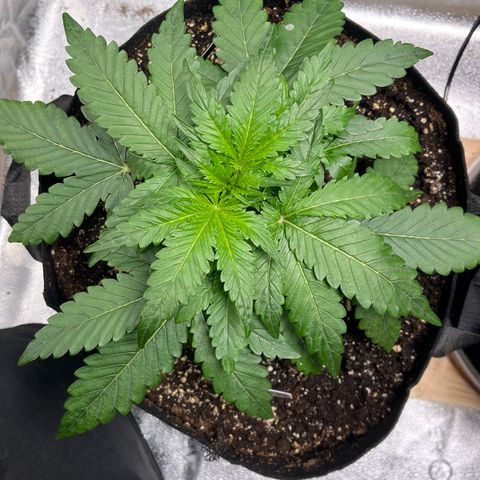 Gorilla Zkittlez Auto growlog timeline photo