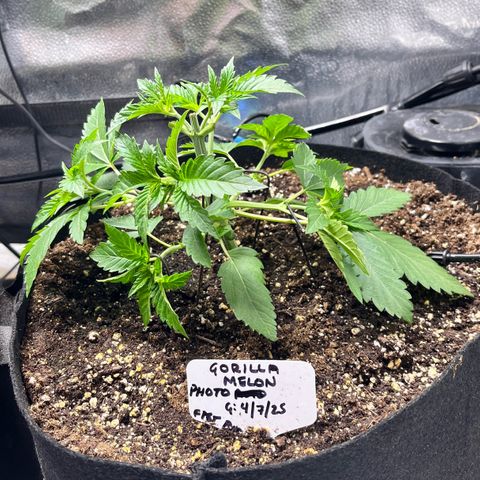 Gorilla Melon growlog timeline photo