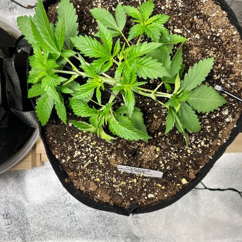 Gorilla Melon growlog timeline photo