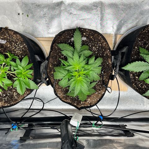 Gorilla Melon growlog timeline photo