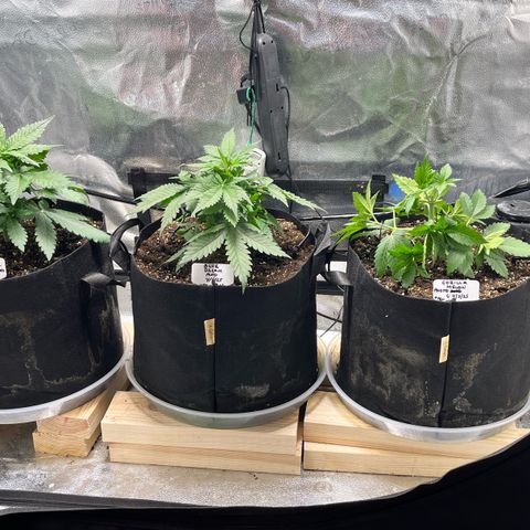 Gorilla Melon growlog timeline photo