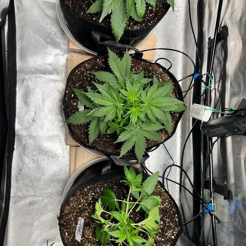 Gorilla Melon growlog timeline photo