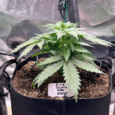 Blue Dream Auto 42-1 growlog timeline photo
