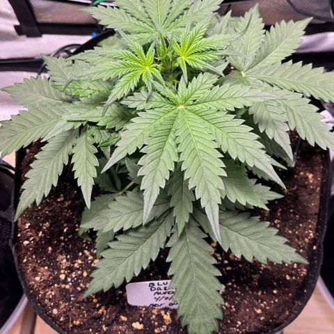 Blue Dream Auto 42-1 growlog timeline photo