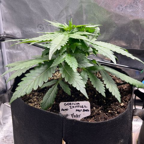 Gorilla Zkittlez Auto growlog timeline photo