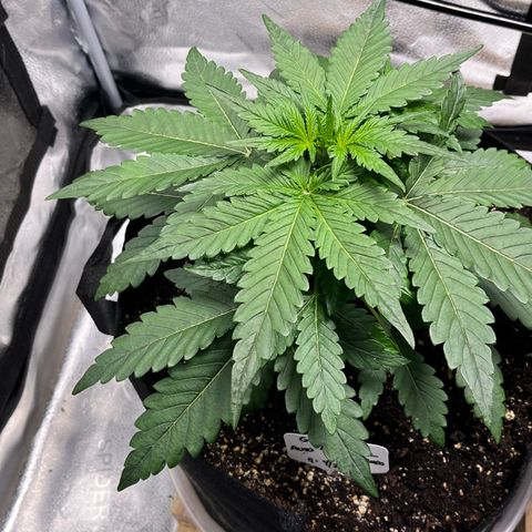Gorilla Zkittlez Auto growlog timeline photo