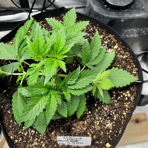 Gorilla Melon growlog timeline photo
