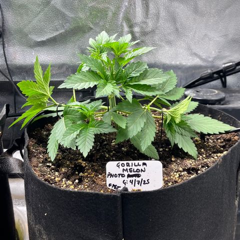 Gorilla Melon growlog timeline photo