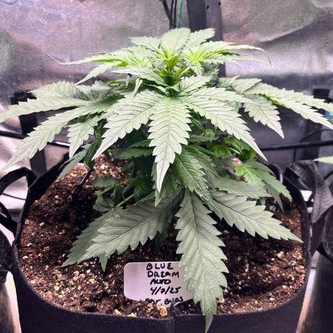 Blue Dream Auto 42-1 growlog timeline photo