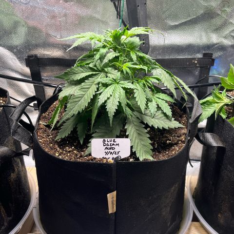 Blue Dream Auto 42-1 growlog timeline photo