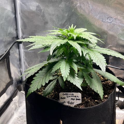 Gorilla Zkittlez Auto growlog timeline photo