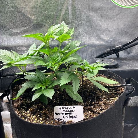 Gorilla Melon growlog timeline photo