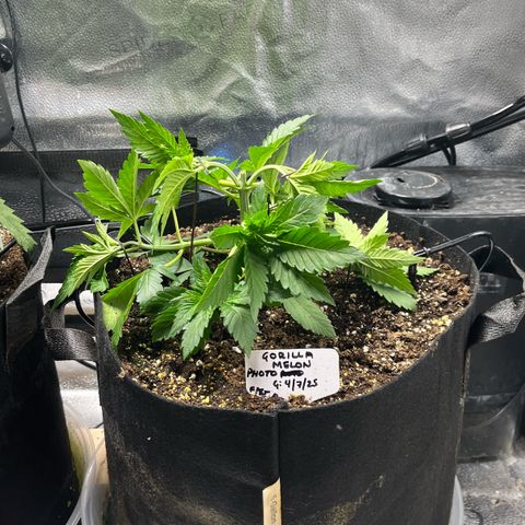 Gorilla Melon growlog timeline photo