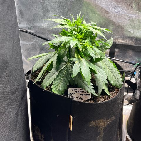 Gorilla Zkittlez Auto growlog timeline photo