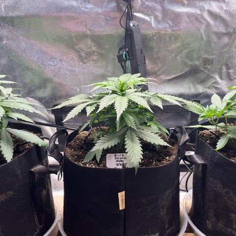 Gorilla Melon growlog timeline photo