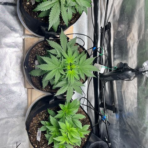 Gorilla Melon growlog timeline photo