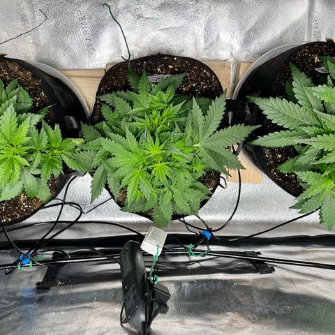 Gorilla Melon growlog timeline photo