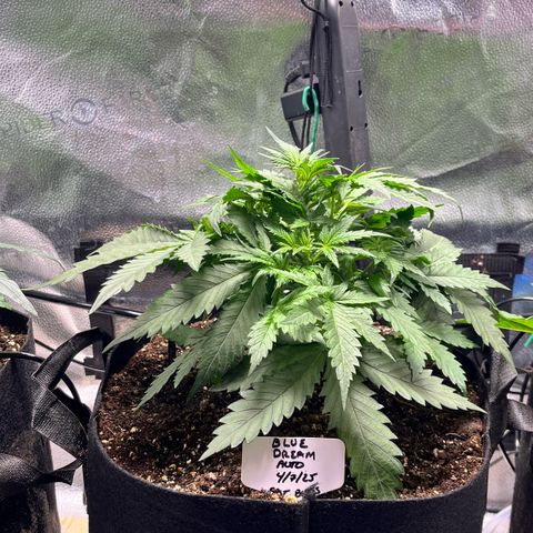 Blue Dream Auto 42-1 growlog timeline photo