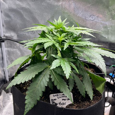 Gorilla Zkittlez Auto growlog timeline photo