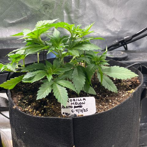 Gorilla Melon growlog timeline photo