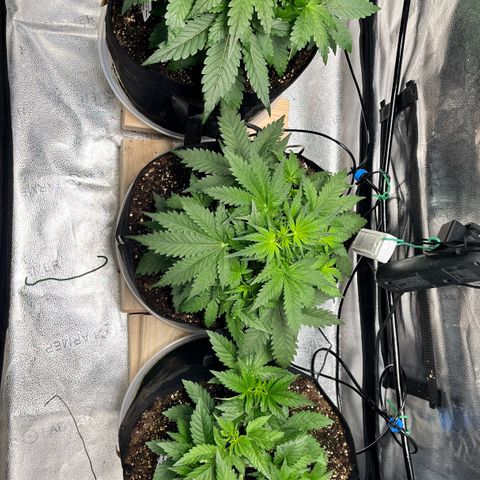 Gorilla Melon growlog timeline photo