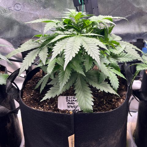 Blue Dream Auto 42-1 growlog timeline photo