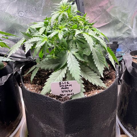 Blue Dream Auto 42-1 growlog timeline photo