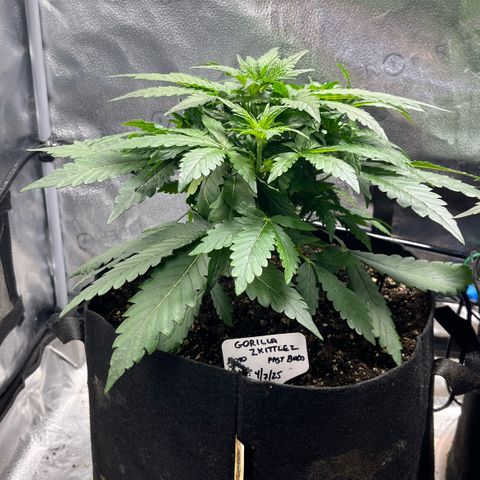 Gorilla Zkittlez Auto growlog timeline photo
