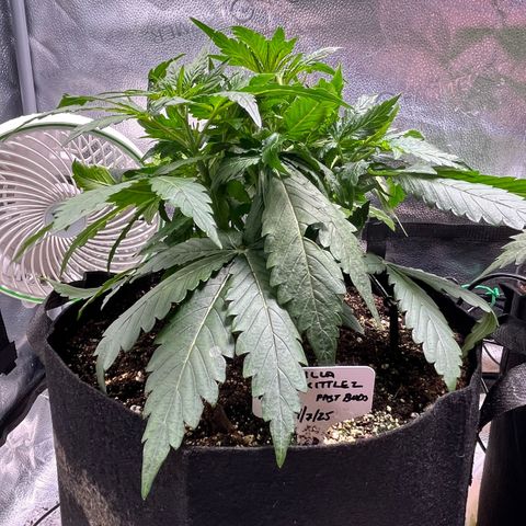 Gorilla Zkittlez Auto growlog timeline photo