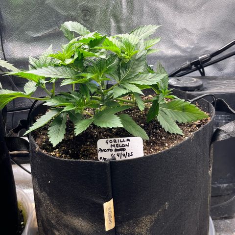 Gorilla Melon growlog timeline photo