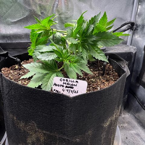 Gorilla Melon growlog timeline photo