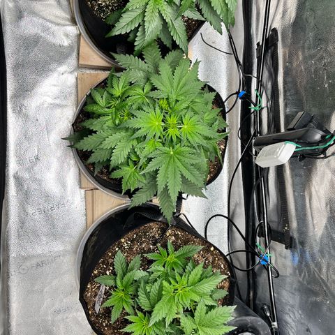 Gorilla Melon growlog timeline photo