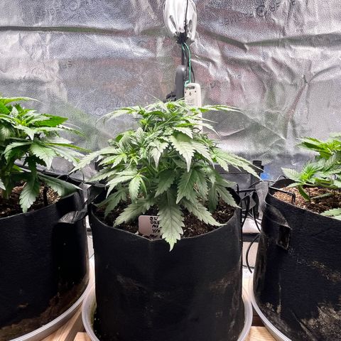 Gorilla Melon growlog timeline photo