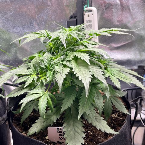 Blue Dream Auto 42-1 growlog timeline photo