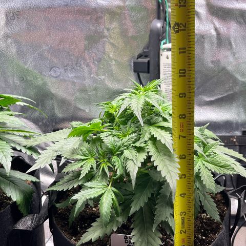 Blue Dream Auto 42-1 growlog timeline photo